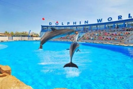 Dolphin Show Hurghada