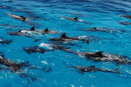 Swimming trip with the dolphin in the dolphin house