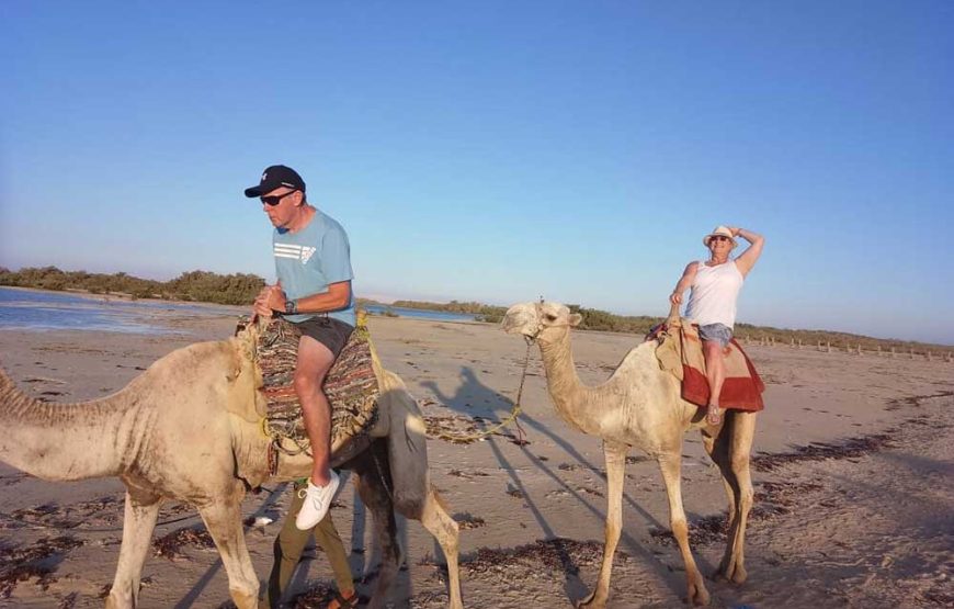 Jeep safari adventure at Nabq National Park with camel ride and dinner