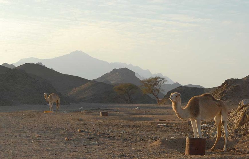 Quad bike adventure with camel ride, BBQ and show in Marsa Alam