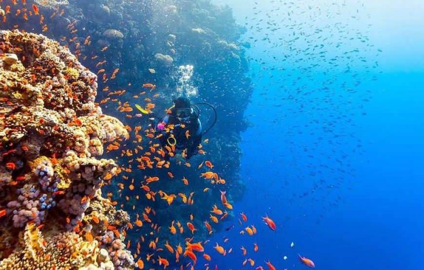 Scuba Diving in Sharm El Sheikh