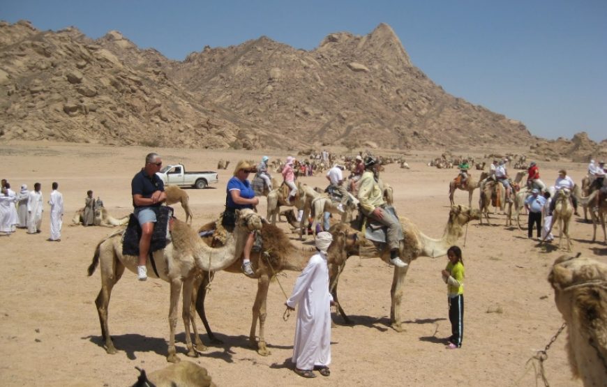 Bedouin Safari and Star Gazing Tour