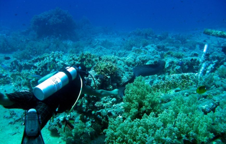 Ras Mohammed Snorkeling Day Trip from Sharm Marina