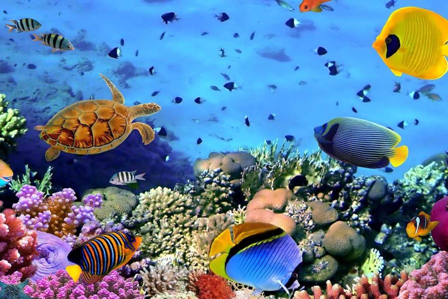 Scuba diving Hurghada