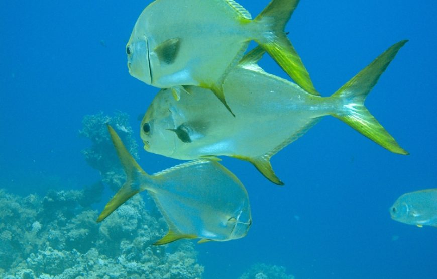 Snorkeling Trip at Hamata Islands From Marsa Alam