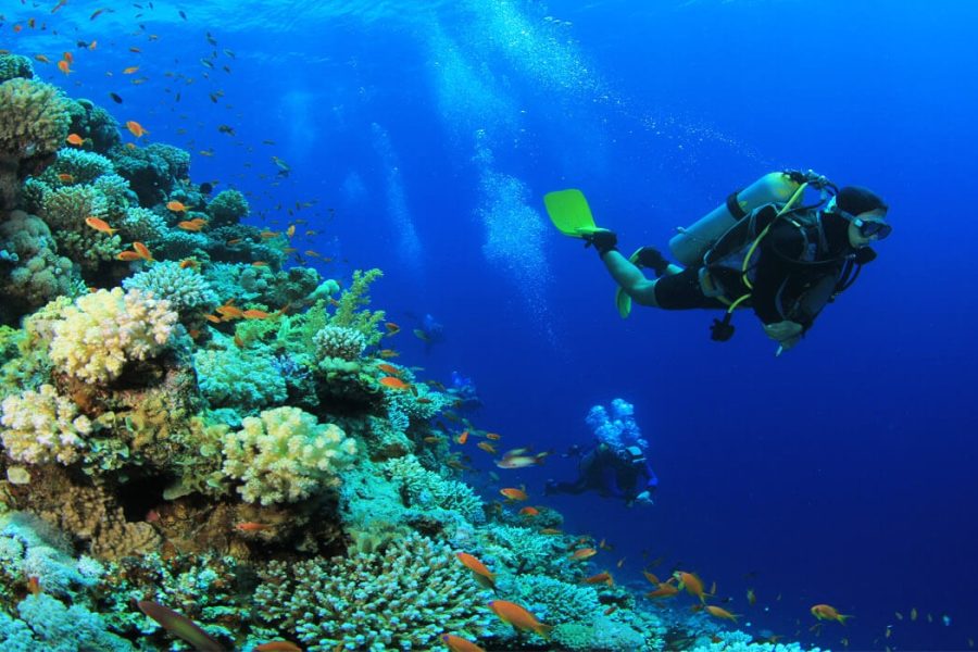 Snorkeling Trip to Tiran Island