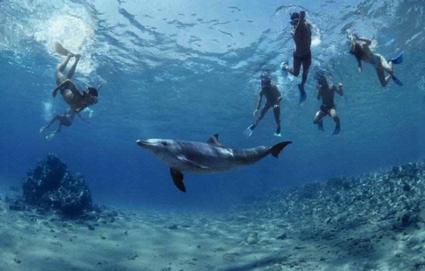 Snorkeling Trip to Tiran Island