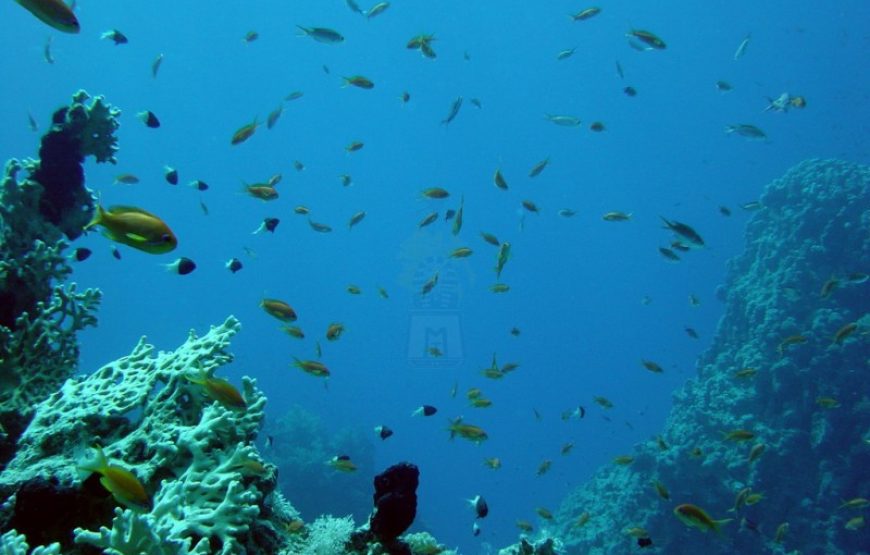 Snorkeling Trip to Tiran Island