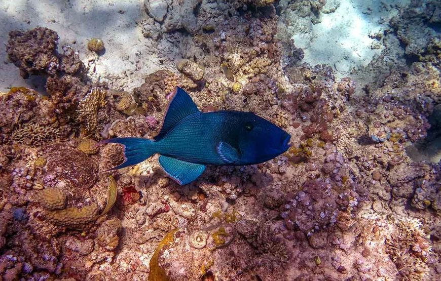 Snorkeling at Mahmya Island from Hurghada