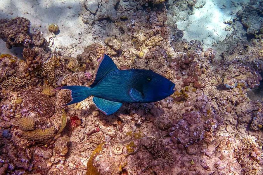 Snorkeling at Mahmya Island from Hurghada