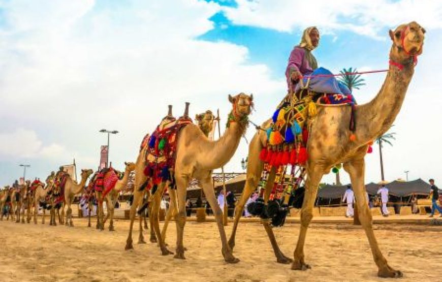 Tour to Camel Market of Birqash