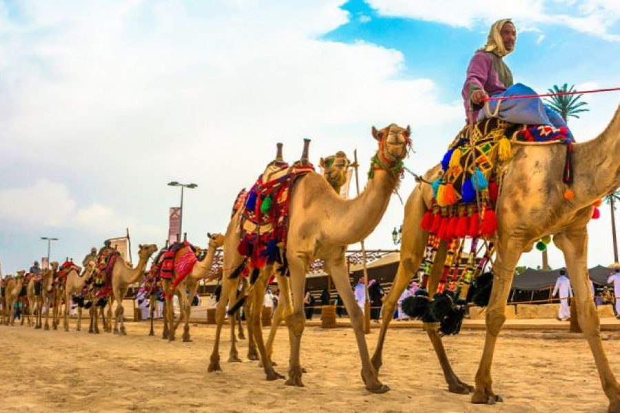 Tour to Camel Market of Birqash