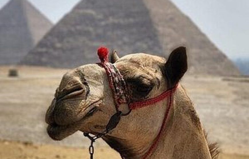 Tour to Giza Pyramids and Sphinx