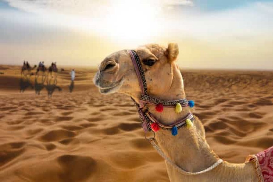 5 Days Egypt Sahara Desert Tour 2025/2026