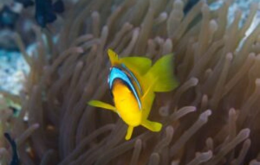 All Inclusive Egypt Vacation Package Pyramids, Abu Simbel 2026/2027